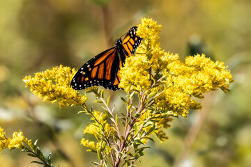 monarch butterfly on flower