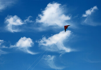 Fototapeta na wymiar Black kite on blue sky, California