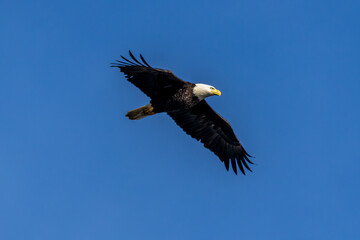 bald eagle in flight