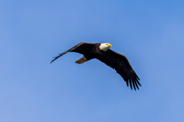 bald eagle in flight