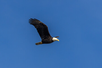 bald eagle in flight