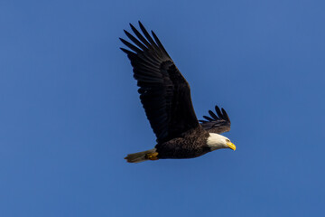 bald eagle in flight