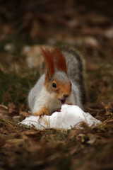 close up portrait of cute squirrel searching food in snow against yellow background
