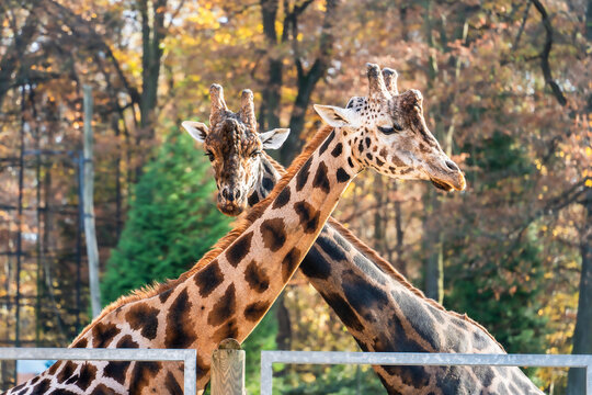 Close-up of two giraffe heads next to each other behind the metal fence of the zoo enclosure, two giraffe heads on long necks on a sunny day, a pair of giraffes play with each other