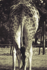 big giraffe from behind tail and legs background