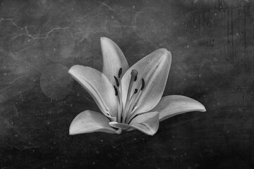  white delicate lily flower on dark background