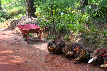 oil palm bunches that have been harvested and placed by the roadside to be transported to the mill.