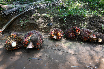 oil palm bunches that have been harvested and placed by the roadside to be transported to the mill.
