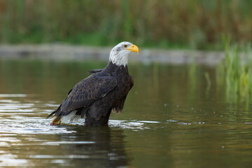 bald eagle (Haliaeetus leucocephalus) standing in the water