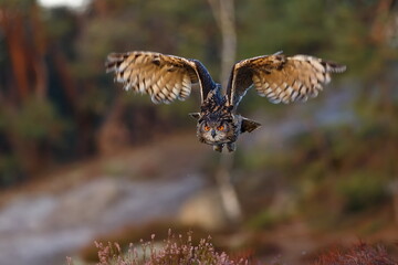 male Eurasian eagle-owl (Bubo bubo) just took off