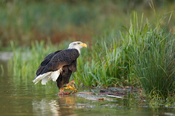 bald eagle (Haliaeetus leucocephalus) standing in the water
