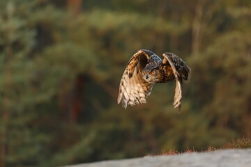male Eurasian eagle-owl (Bubo bubo) just after lifting into the air