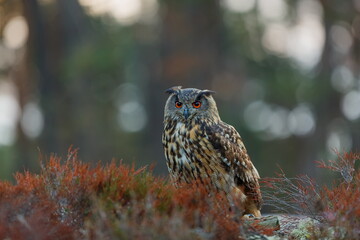 male Eurasian eagle-owl (Bubo bubo) at dawn in the heather