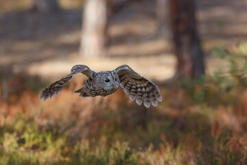 Ural owl (Strix uralensis) is a large nocturnal owl detail of bird in flight
