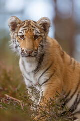 Obraz premium young colored Bengal tiger (Panthera tigris tigris) close up portrait