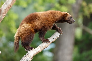 wolverine (Gulo gulo) is on the edge of the branch