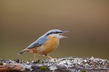 Eurasian nuthatch, (Sitta europaea) singing with open beak