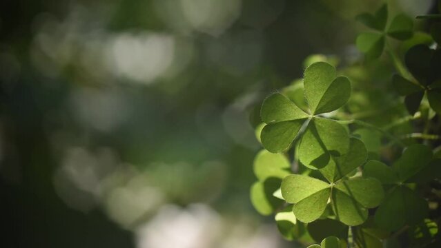 Clover trees on colorful hearts boken nature background.