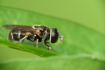 little insect beauty