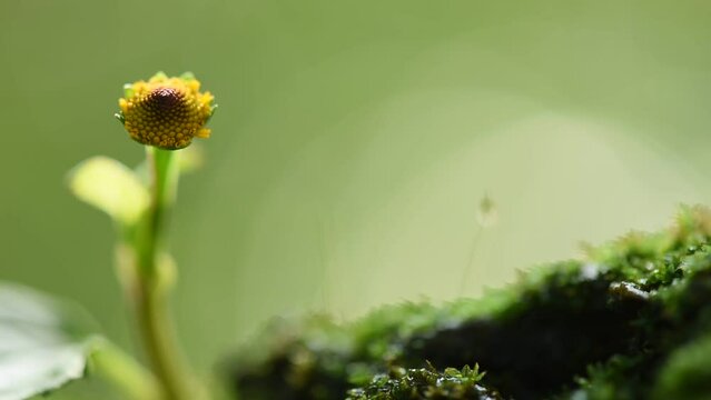 Acmella oleracea or Toothache plant on nature background.