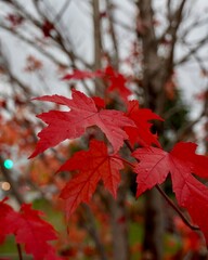 Fototapeta premium red maple leaves in autumn