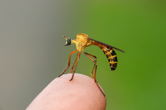 Dasypogoninae is a subfamily of robber flies in the family Asilidae