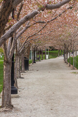 Cherry blossoms bloom along a pathway in spring