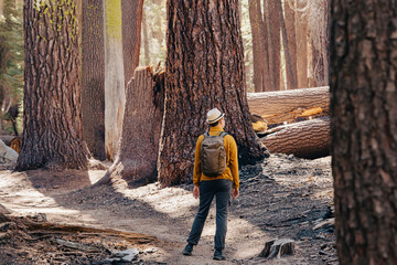 Man hiking in sequoia and redwood tree forest. View from the back.