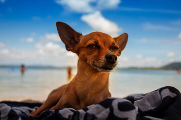 dog relaxing on the beach