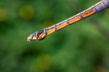 the beauty of dragonflies in nature