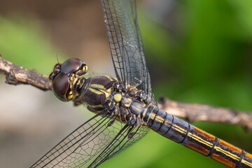 the beauty of dragonflies in nature