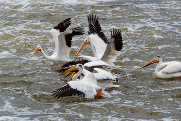 American White Pelicans Fishing At The Dam On Fox River At De Pere, Wisconsin