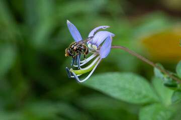 flower fly perched on weed flower