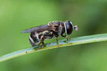flower fly perched on weed flower