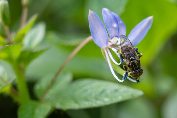 flower fly perched on weed flower