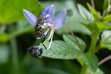 flower fly perched on weed flower