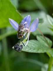 flower fly perched on weed flower