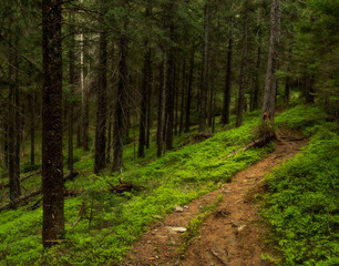 Fototapeta premium Road to mountains in the forest 