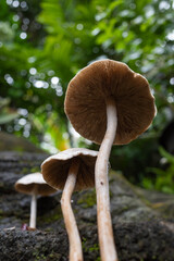 mushrooms growing in the yard