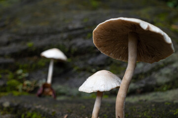 mushrooms growing in the yard