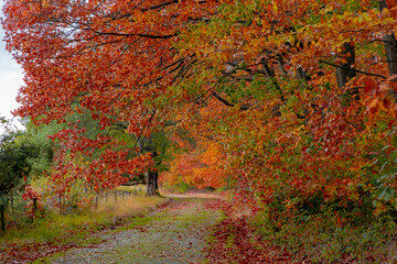 Gravel or soil path in the wood with colourful yellow orange leaves on the tree, Forest in autumn season with soft sunlight shining through the tree and brown leafs on the ground, Nature background.