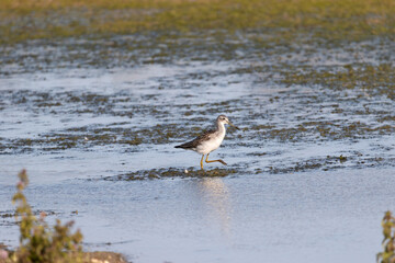A Greenshank (Tringa nebularia) walking through the water.