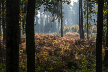 Jesienny las na Śląsku