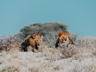 Fototapeta na wymiar Lions in the savannah