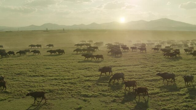 A large water buffalo herd is returning back to village before sunset in Kayseri City, Turkey