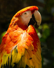 Guacamaya escarlata © Lda
