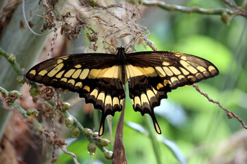 Papillon Jaune