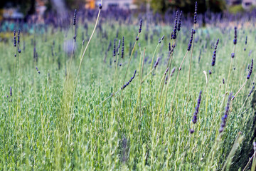 natural background of green field with blur
