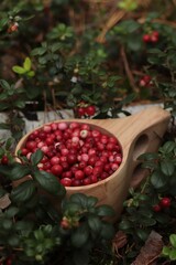 Many ripe lingonberries in wooden cup outdoors