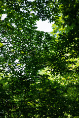 sun rays through the forest
